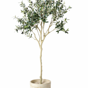 Olīvkoks 150 cm ar podu