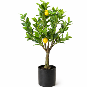 Citronkoks 80 cm